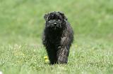 BOUVIER DES FLANDRES 347